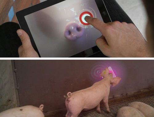 荷兰人开发出给猪玩的iPad游戏：娱乐无极限 图老师