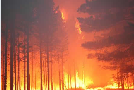 森林火灾就地取材自我防护  图老师