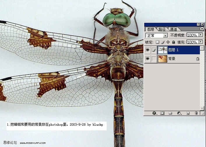 PS抠图：图层混合的方法换蜻蜓背景的教程 图老师