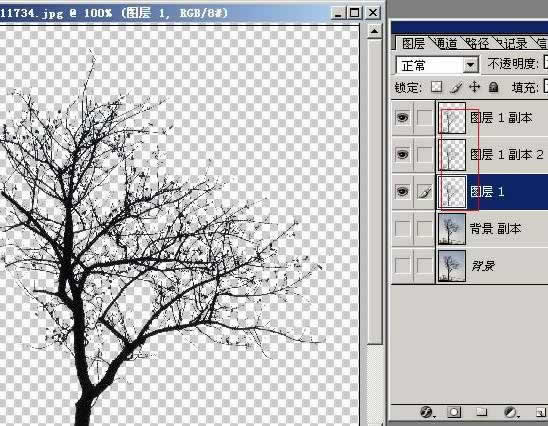 photoshop抠图教程-树枝抠图方法