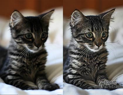 photoshop用滤镜工具提升猫咪图片的清晰度教程 图老师