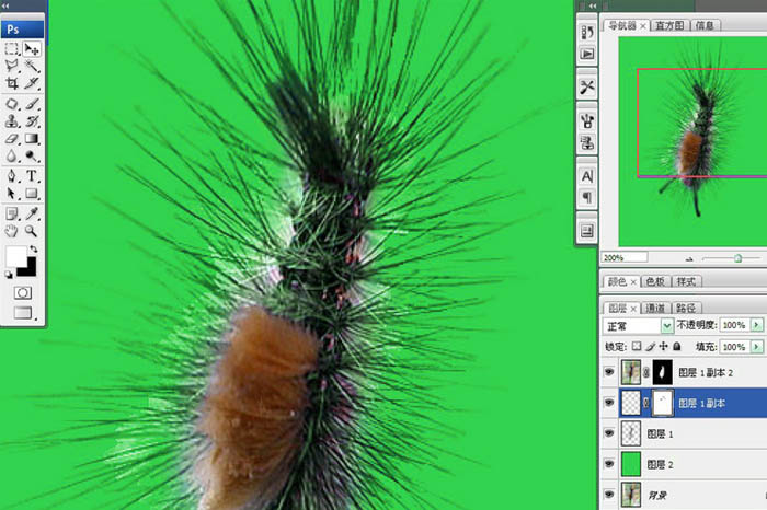 photoshop利用抽出滤镜抠出多刺的毛虫