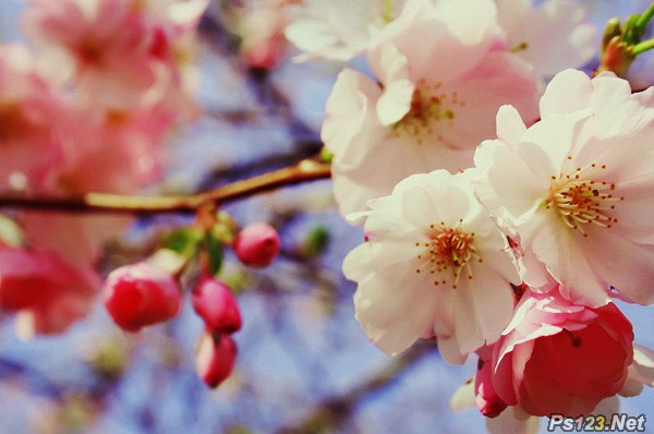 photoshop打造樱花清新淡雅的日系调色教程 图老师