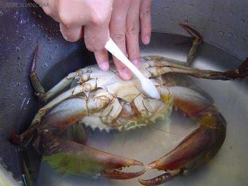 螃蟹怎么洗干净？清洗螃蟹的正确方法 图老师