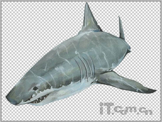 PS合成3D画:从相框当中冲出的鲨鱼照片