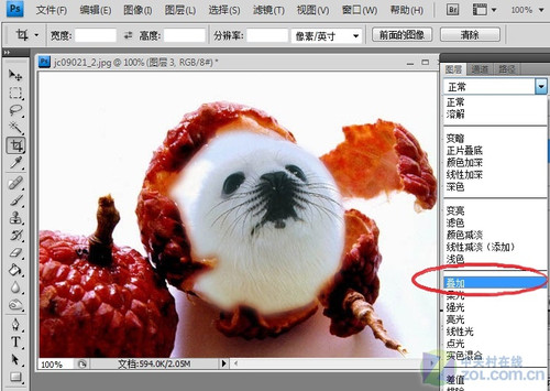 Photoshop大搞怪：合成可爱海豹型荔枝 