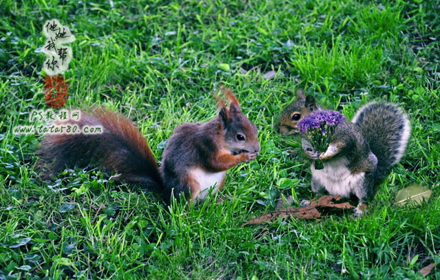Photoshop合成两只松鼠拿着花朵 图老师