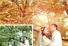 Photoshop打造温馨浪漫的暖色树林婚片 图老师