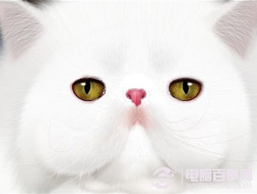 photoshop鼠绘神态憨厚的小白猫头像 图老师