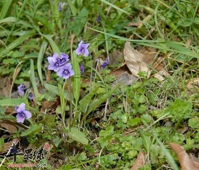 紫花地丁原植物