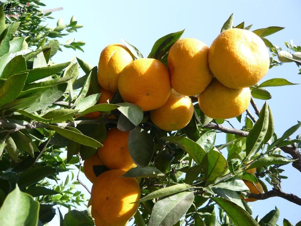 巧用柑橘让生活更健康