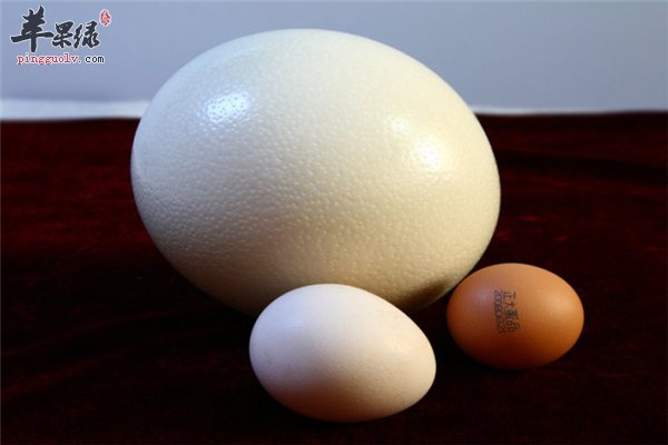 蛋类区分
