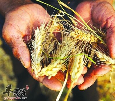 芒种收获小麦