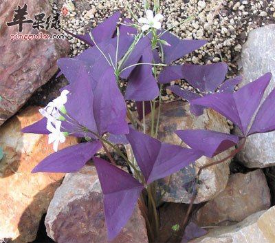 石缝中的紫草.jpg