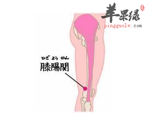 膝阳关穴穴位位置图_膝阳关穴的功效与作用_疗法及注意事项
