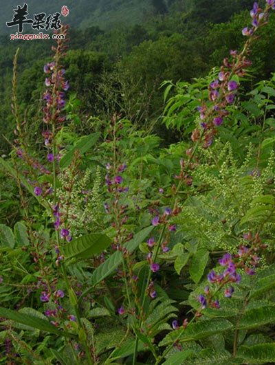 葫芦茶原植物.jpg