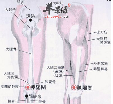 膝阳关穴穴位位置图_膝阳关穴的功效与作用_疗法及注意事项