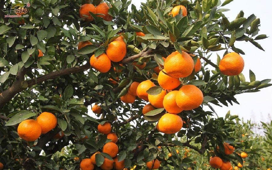 巧用柑橘让生活更健康