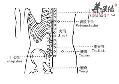 十七椎穴的位置及图片_十七椎穴的功效与作用_按摩手法