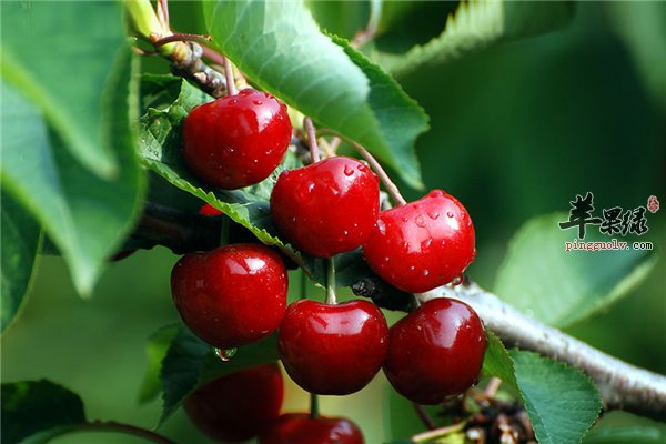 养生食材之樱桃的营养以及功效