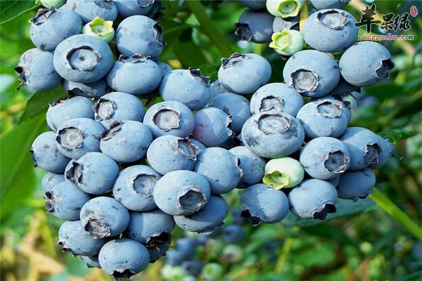 蓝莓酸甜可口四个“增强”中老年最爱