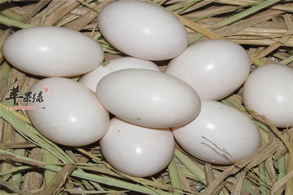 鸽子蛋虽小营养价值高适合人群多