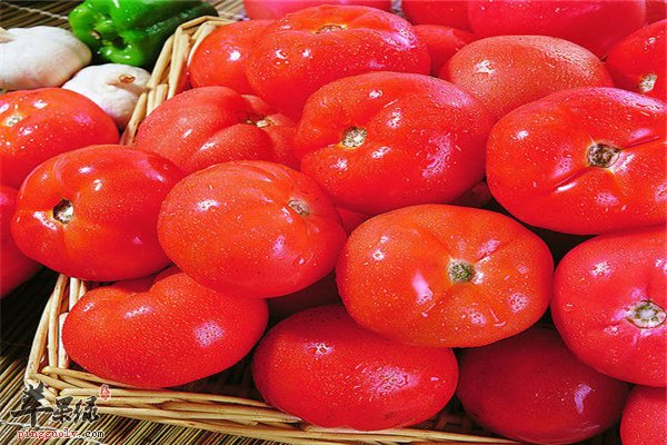 西红柿维生素丰富降压缓解贫血防衰老
