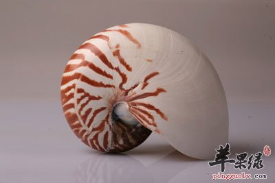 花纹海螺