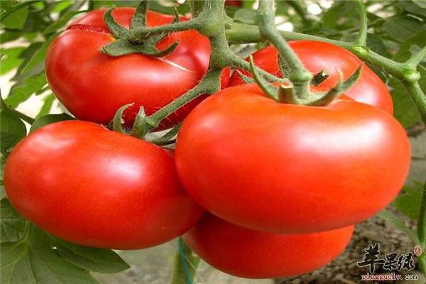 西红柿维生素丰富抗癌抗衰强免疫