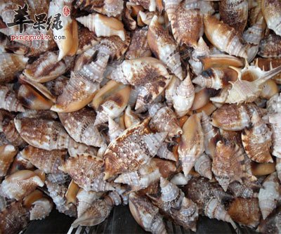一堆海螺