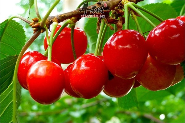 养生食材之樱桃的营养以及功效