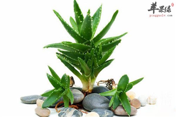 芦荟--美容医疗保健神奇植物