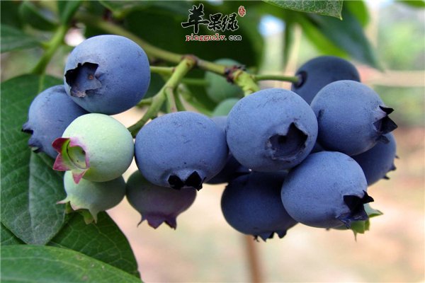 蓝莓酸甜可口四个“增强”中老年最爱