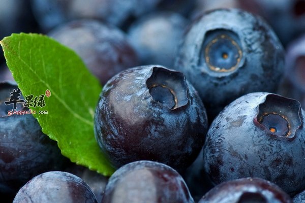 蓝莓怎么洗才能够洗得干净 蓝莓的作用