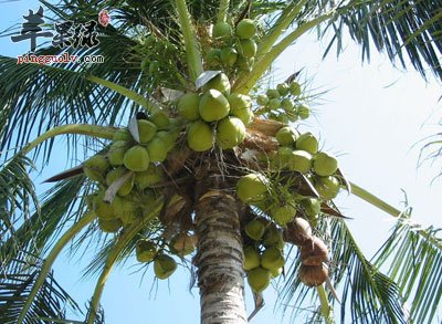 长在树上的椰子.jpg