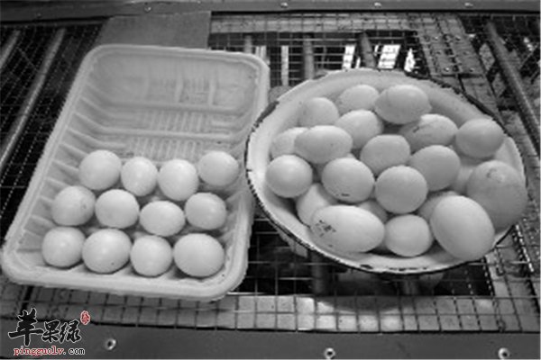 婴幼儿营养要均衡 鸽子蛋最好不要吃