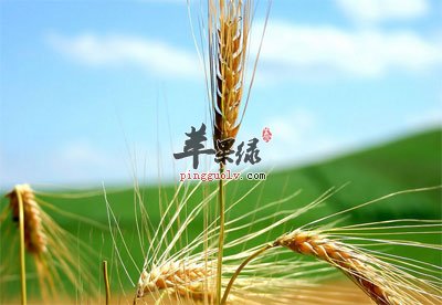 成熟的大麦.jpg