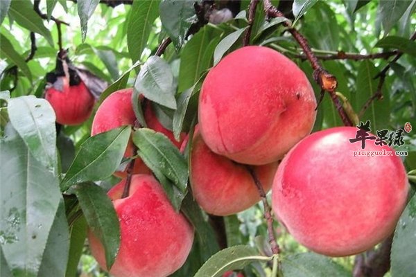 桃子好吃营养多中医认为滋补可活血
