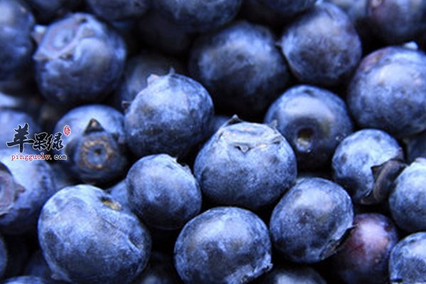 蓝莓的价值 蓝莓有哪些保存方法