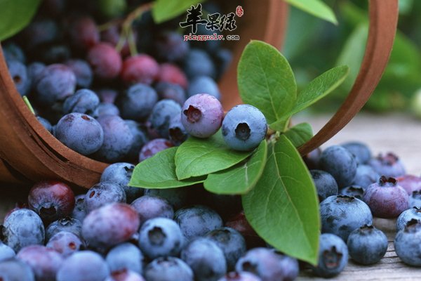 蓝莓怎么吃 蓝莓吃后的效果和作用