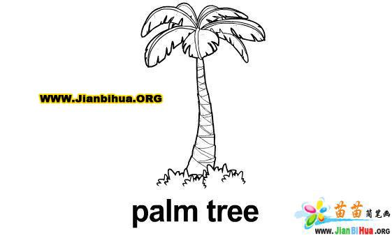 植物简笔画-椰子树