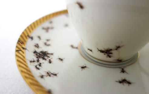 贵州游客在酒店半夜醒来发现全身爬满蚂蚁 在大厅坐到天亮酒店赔偿8000元.jpg