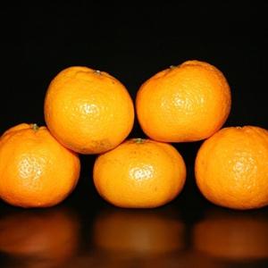 孕妇可以吃橘子