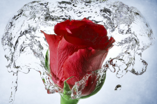 玫瑰水是不是爽肤水 玫瑰水的作用