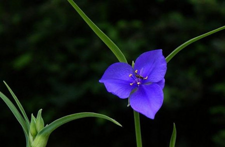 紫露草开花