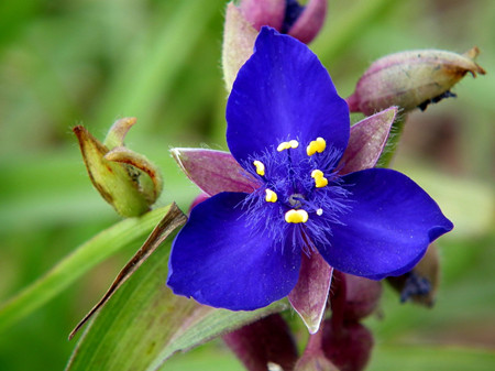 紫露草的花语