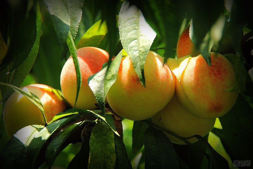 怀孕可以吃桃子吗