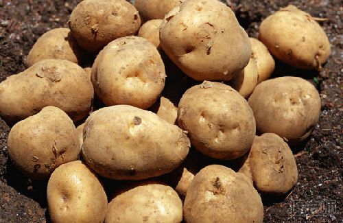土豆有什么营养