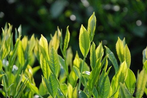 绿茶品种有哪些 让生活充满生机