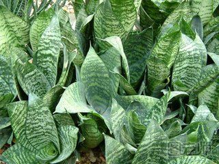  什么植物吸收甲醛最好 什么植物吸收甲醛最好